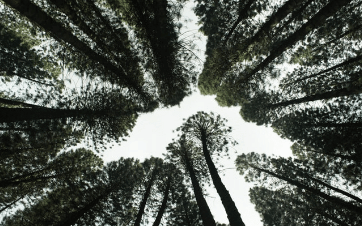 Nature_720x450